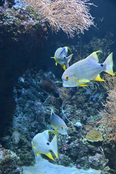 Water View Ocean Coral Reef Fishes — Photo
