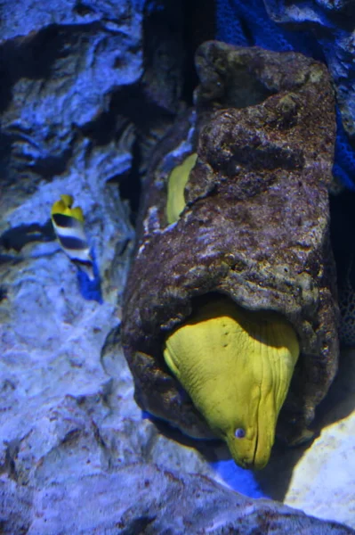 Unter Wasser Blick Auf Ozean Korallenriff Und Fische — Stockfoto