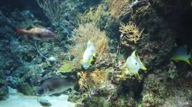 Sentosa, Singapur - 14 Temmuz 2022: Sentosa Adası Tarihi Binalar ve Turist Çekimleri, Singapur