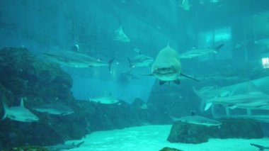 Sentosa, Singapur - 14 Temmuz 2022: Sentosa Adası Tarihi Binalar ve Turist Çekimleri, Singapur