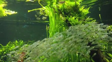 Under Water View of the Ocean, Coral Reef and Fishes