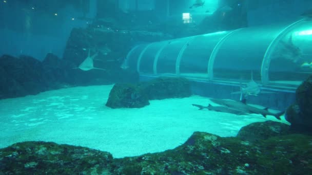 Sob Vista Aquática Oceano Recife Coral Peixes — Vídeo de Stock