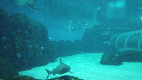 Water View Ocean Coral Reef Fishes — Vídeos de Stock