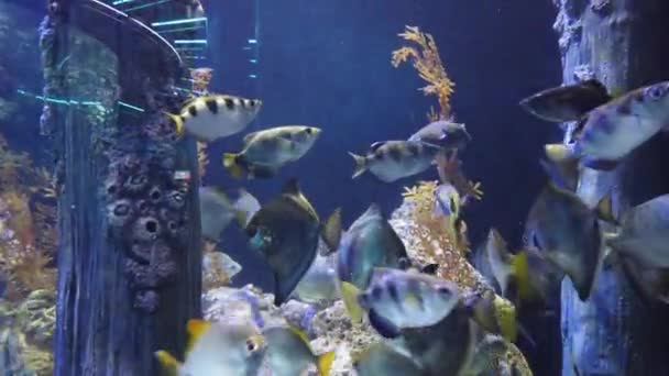 Water View Ocean Coral Reef Fishes — Stock video