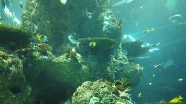 Under Water View of the Ocean, Coral Reef and Fishes