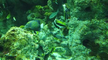 Under Water View of the Ocean, Coral Reef and Fishes