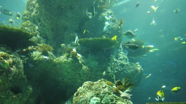Water View Ocean Coral Reef Fishes — Vídeo de stock