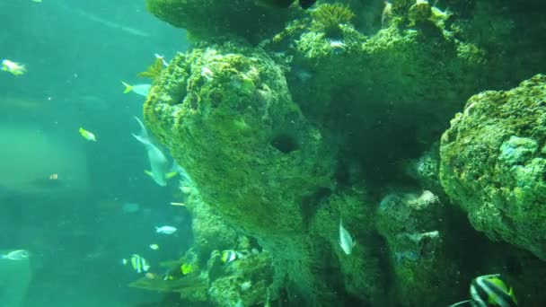 Water View Ocean Coral Reef Fishes — Vídeo de stock