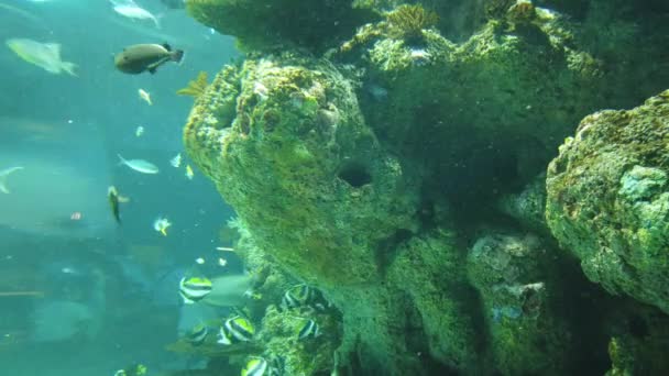Water View Ocean Korallzátony Halak — Stock videók