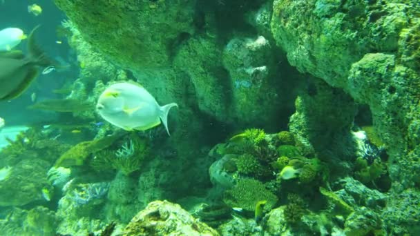 Water View Ocean Coral Reef Fishes — Wideo stockowe