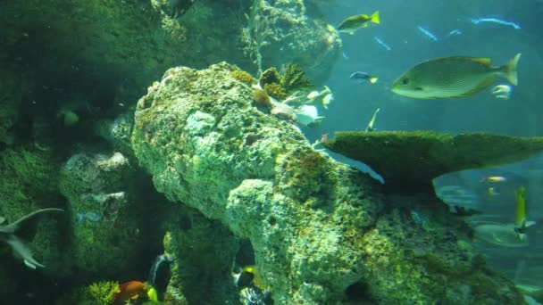 Pod Vodou Pohled Oceán Korálové Útesy Ryby — Stock video