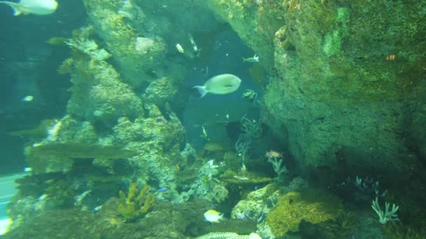 Water View Ocean Coral Reef Fishes — Vídeo de stock