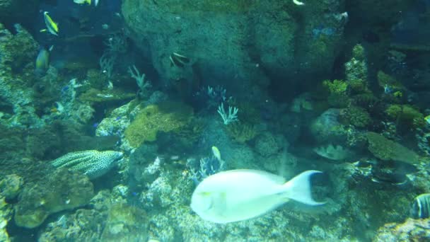 Water View Ocean Coral Reef Fishes — Stok video