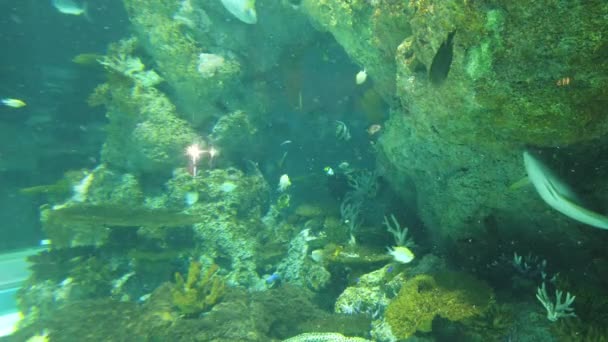 Unter Wasser Blick Auf Ozean Korallenriff Und Fische — Stockvideo