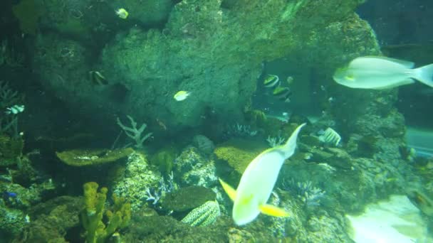 Water View Ocean Coral Reef Fishes — Αρχείο Βίντεο