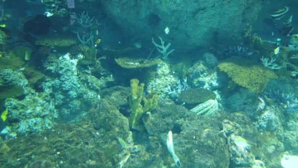 Water View Ocean Coral Reef Fishes — Stok video