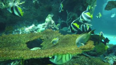 Su Altında Okyanus, Mercan Resifi ve Balıklar