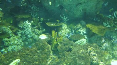 Under Water View of the Ocean, Coral Reef and Fishes