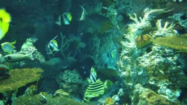 Su Altında Okyanus, Mercan Resifi ve Balıklar