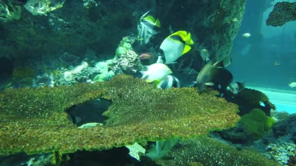 Pod Wodą Widok Ocean Rafa Koralowa Ryby — Wideo stockowe
