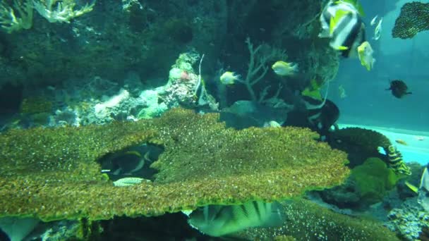 Water View Ocean Coral Reef Fishes — Wideo stockowe