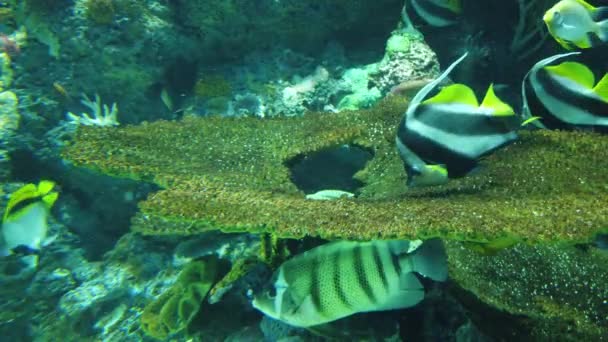 Sob Vista Aquática Oceano Recife Coral Peixes — Vídeo de Stock