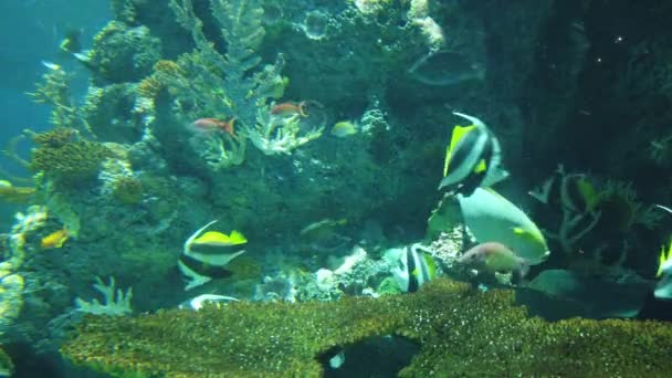 Water View Ocean Coral Reef Fishes — Vídeo de Stock