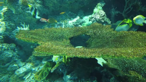 Water View Ocean Coral Reef Fishes — Αρχείο Βίντεο
