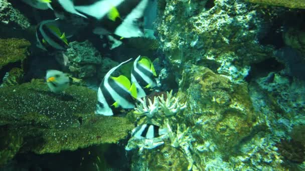 Water View Ocean Coral Reef Fishes — Vídeo de Stock