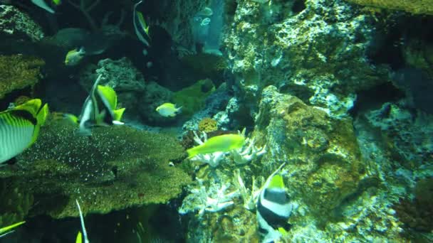 Sob Vista Aquática Oceano Recife Coral Peixes — Vídeo de Stock