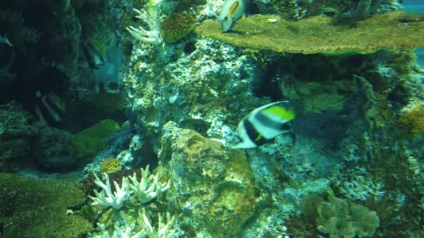 Water View Ocean Coral Reef Fishes — kuvapankkivideo