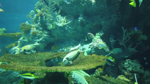 Water View Ocean Coral Reef Fishes — Video Stock