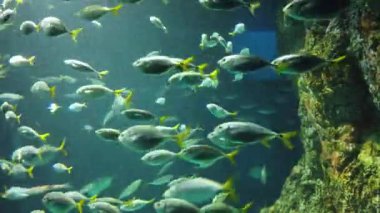 Su Altında Okyanus, Mercan Resifi ve Balıklar