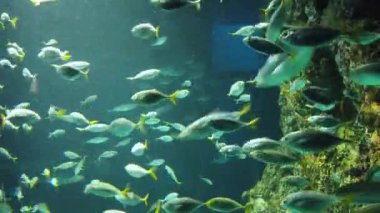 Under Water View of the Ocean, Coral Reef and Fishes