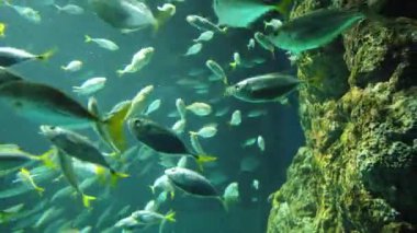 Su Altında Okyanus, Mercan Resifi ve Balıklar