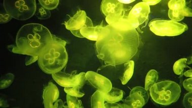 Su Altında Okyanus, Mercan Resifi ve Balıklar