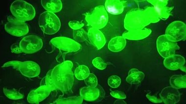 Su Altında Okyanus, Mercan Resifi ve Balıklar