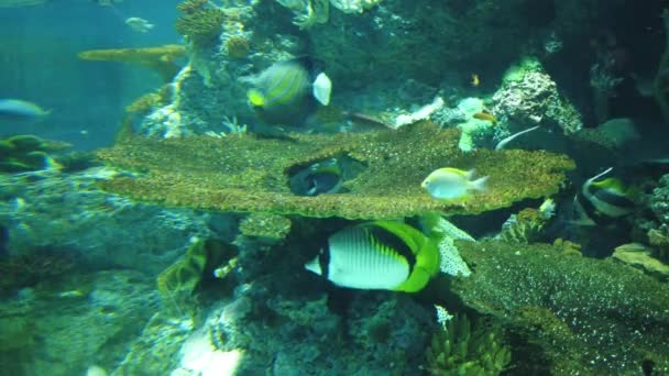 Water View Ocean Coral Reef Fishes — Video Stock