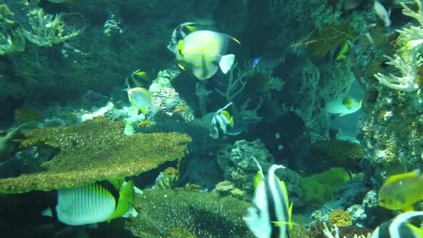 Sob Vista Aquática Oceano Recife Coral Peixes — Vídeo de Stock