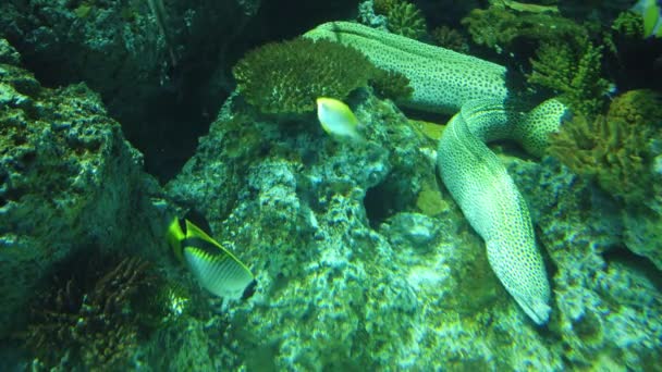 Water View Ocean Coral Reef Fishes — Video
