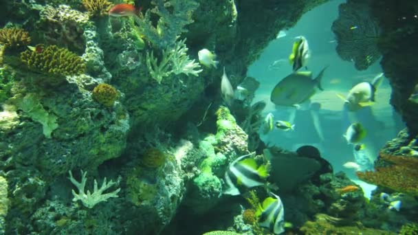 Water View Ocean Coral Reef Fishes — Stockvideo