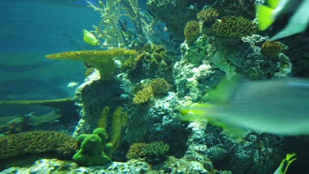 Sob Vista Aquática Oceano Recife Coral Peixes — Vídeo de Stock