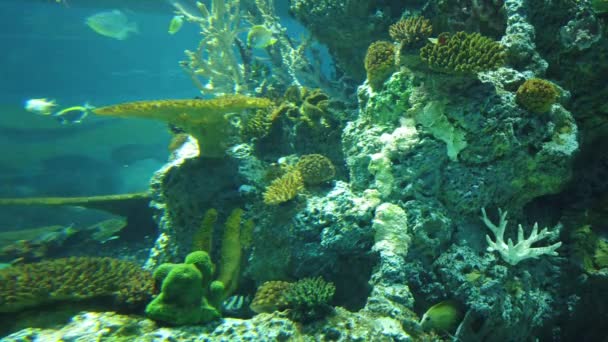 Sob Vista Aquática Oceano Recife Coral Peixes — Vídeo de Stock