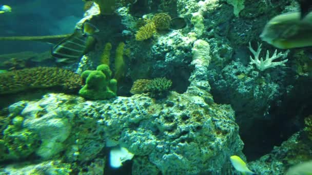 Water View Ocean Coral Reef Fishes — Stock Video