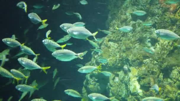 Water View Ocean Coral Reef Fishes — Stock Video