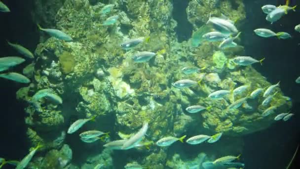 Water View Ocean Coral Reef Fishes — Vídeo de Stock