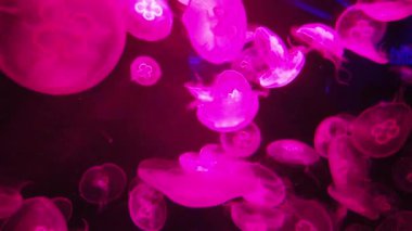 Su Altında Okyanus, Mercan Resifi ve Balıklar