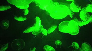 Su Altında Okyanus, Mercan Resifi ve Balıklar