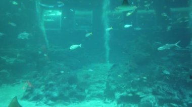 Su Altında Okyanus, Mercan Resifi ve Balıklar