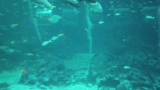 Sob Vista Aquática Oceano Recife Coral Peixes — Vídeo de Stock